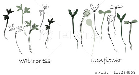 Watercress And Sunflower Sprouts, Microgreens...のイラスト素材 [112234958] - PIXTA