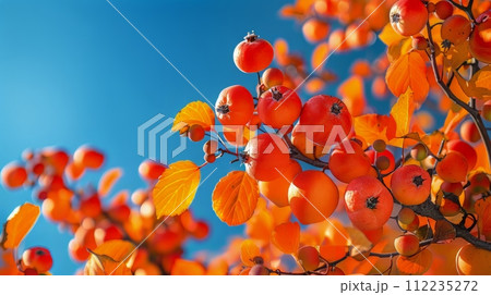 Bunch of Apples on Tree 112235272