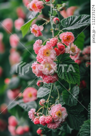 Pink Flowers Bush With Green Leaves 112235274