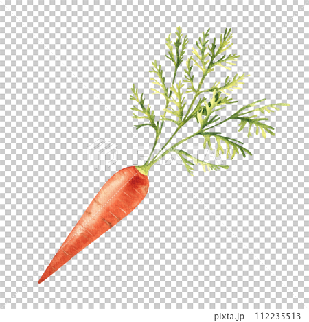 Carrot hand drawn botanical watercolor illustration on white background. 112235513