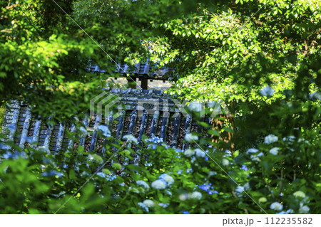 岡山吉備津神社の紫陽花園 112235582