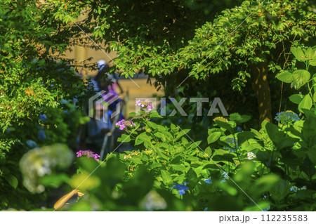 岡山吉備津神社の紫陽花園 112235583