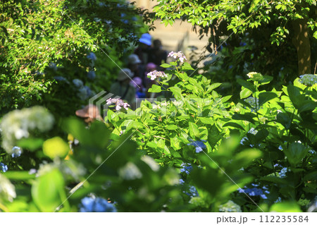 岡山吉備津神社の紫陽花園 112235584