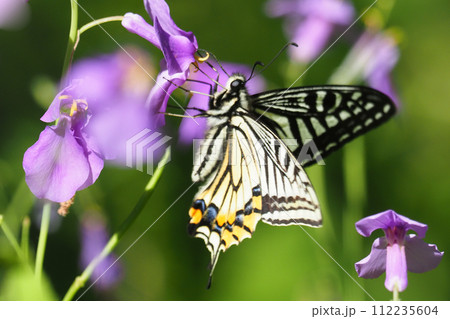 ムラサキハナナの花を吸蜜中のナミアゲハ（アゲハ） 112235604