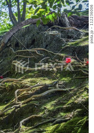 城南宮　苔と落ち椿（京都市） 112236006