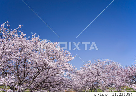 桜・満開・青空 112236384