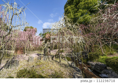 城南宮のしだれ梅（京都市） 112236718