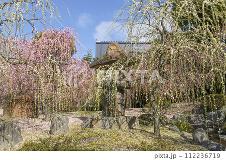 城南宮のしだれ梅（京都市） 112236719