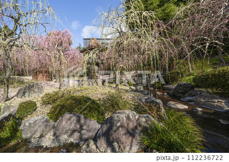 城南宮のしだれ梅（京都市） 112236722