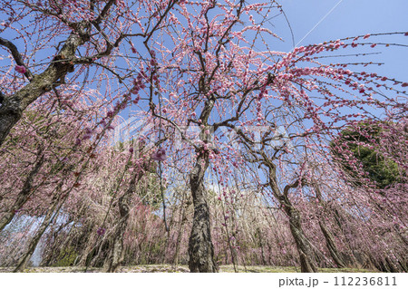 城南宮のしだれ梅（京都市） 112236811