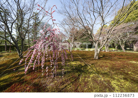 城南宮　平安の庭（京都市） 112236873