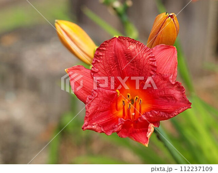 ヘメロカリスの花のアップ ヘメロカリスの花のアップ 112237109