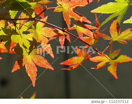 モミジの紅葉のイメージ 112237112