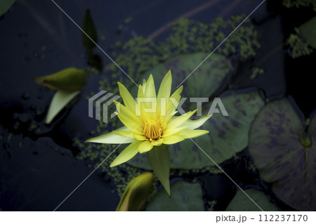 水に浮かぶ黄色いスイレン 112237170