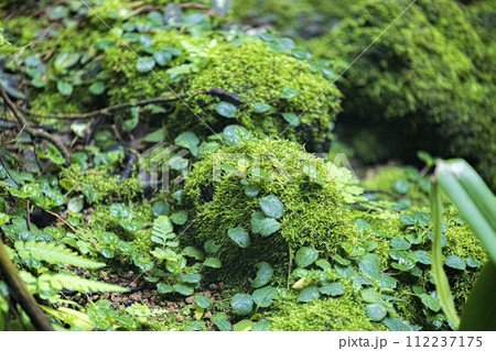 苔むした岩 山の中 苔むした岩 山の中 112237175