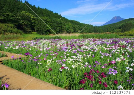 菖蒲咲く神楽女湖と由布岳（別府市） 112237372