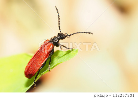 アカハネムシの一種 112237501