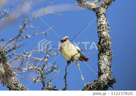 ヒレンジャク 112237620