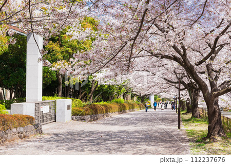 東京都立大学 南大沢キャンパス前の桜並木 東京都立大学 南大沢キャンパス前の桜並木 112237676