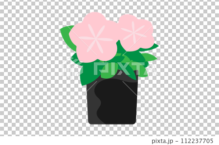 薄いピンクのペチュニアの苗 112237705