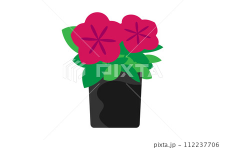 濃いピンクのペチュニアの苗 112237706