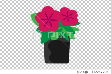 濃いピンクのペチュニアの苗 112237706