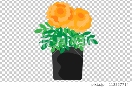 orange marigold seedlings orange marigold seedlings 112237714