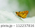 梅雨の曇った朝にフキの葉に飛んできて羽を閉じてとまったキマダラセセリ 112237816