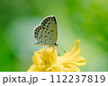 真夏の午前の強い陽射しの中、キバナコスモスの筒状花にとまり触覚を下に向けて吸蜜するヤマトシジミ 112237819