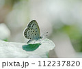 真夏の朝にフキの葉の上で横から日光を浴びて飛び立とうとするヤマトシジミ 112237820