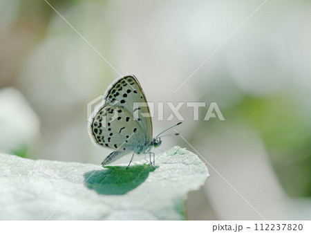 真夏の朝にフキの葉の上で横から日光を浴びて飛び立とうとするヤマトシジミ 112237820