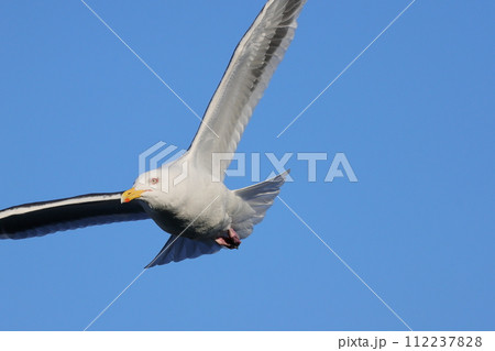 青空を飛ぶセグロカモメ 青空を飛ぶセグロカモメ 112237828