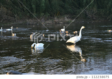 早朝の荒川本流に越冬するコハクチョウとカモ類 深谷市 旧川本地区 早朝の荒川本流に越冬するコハクチョウとカモ類 深谷市 旧川本地区 112238075