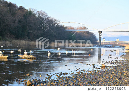 早朝の荒川本流に越冬するコハクチョウ 深谷市 旧川本地区 早朝の荒川本流に越冬するコハクチョウ 深谷市 旧川本地区 112238098