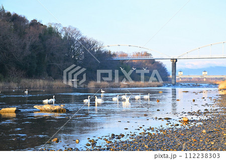 早朝の荒川本流に越冬するコハクチョウ 上流方面 深谷市 旧川本地区 早朝の荒川本流に越冬するコハクチョウ 上流方面 深谷市 旧川本地区 112238303