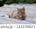 日が差す前の夏の早朝に瓦屋根で横になって訝しげな表情でこちらを見るキジトラ猫 112238821
