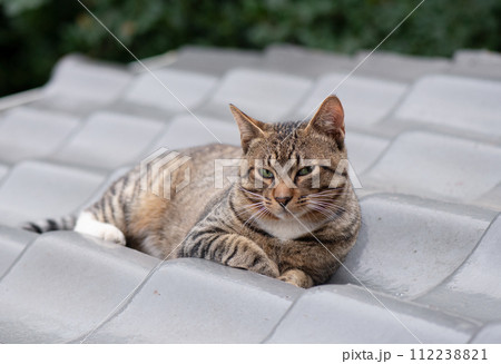 日が差す前の夏の早朝に瓦屋根で横になって訝しげな表情でこちらを見るキジトラ猫 日が差す前の夏の早朝に瓦屋根で横になって訝しげな表情でこちらを見るキジトラ猫 112238821