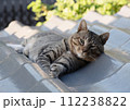 夏の朝に瓦屋根の日陰で、横になったまま頭を上げてちらりとこちらを見るキジトラ猫 112238822
