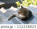 夏の朝に瓦屋根の日陰で、横になったまま右前脚だけ伸ばしてくつろぐキジトラ猫 112238823