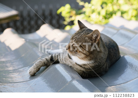 夏の朝に瓦屋根の日陰で、横になったまま右前脚だけ伸ばしてくつろぐキジトラ猫 112238823