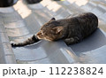 夏の朝に瓦屋根の日陰で、横になったまま右前脚だけ伸びをするキジトラ猫 112238824