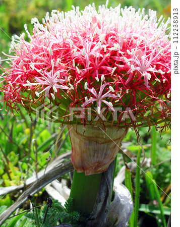 南アフリカ共和国　ポートエリザベス　インド洋沿岸に咲くブーファン・ディスティカ 112238913