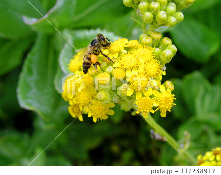 南アフリカ共和国　ポートエリザベス　インド洋沿岸に咲くユリオプス・バージネウスを吸蜜するミツバチ 112238917