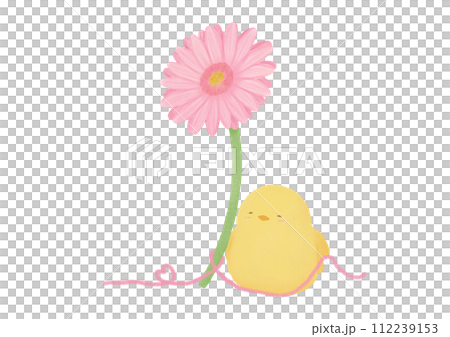 pink gerbera, chick and ribbon 112239153
