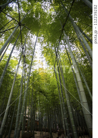 鎌倉242 報国寺2 竹庭 鎌倉242 報国寺2 竹庭 112239282