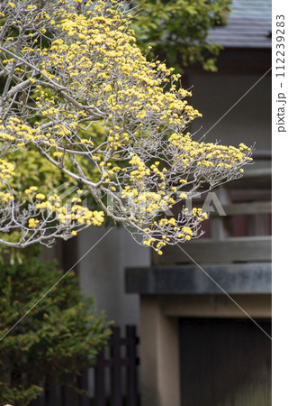 鎌倉242　報国寺3　山茱萸 112239283