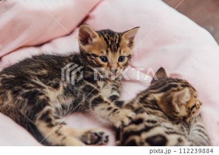 Close-up little bengal kittens on the cat's pillow 112239884