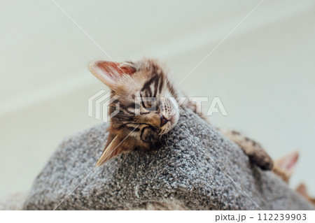 Young cute bengal kitten laying on a soft cat's shelf of a cat's house. 112239903
