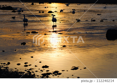 朝焼け　荒川本流に越冬するコハクチョウとカモ類　深谷市　旧川本地区　　 112240214