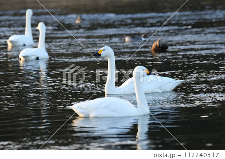 早朝の荒川本流に越冬するコハクチョウの群れ 深谷市 旧川本地区 早朝の荒川本流に越冬するコハクチョウの群れ 深谷市 旧川本地区 112240317